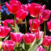 Toowoomba Carnival of Flowers - Extended Tour (Departs 15/09/17)